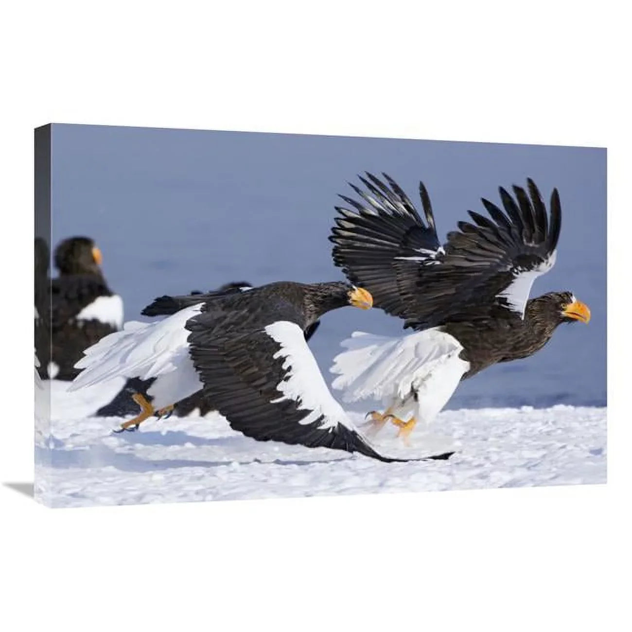 20 x 30 in. Sizetellers Sizeea Eagle Chasing Away Another Adult, Kamchatka, Russia Art Print - Sizeergey Gorshkov